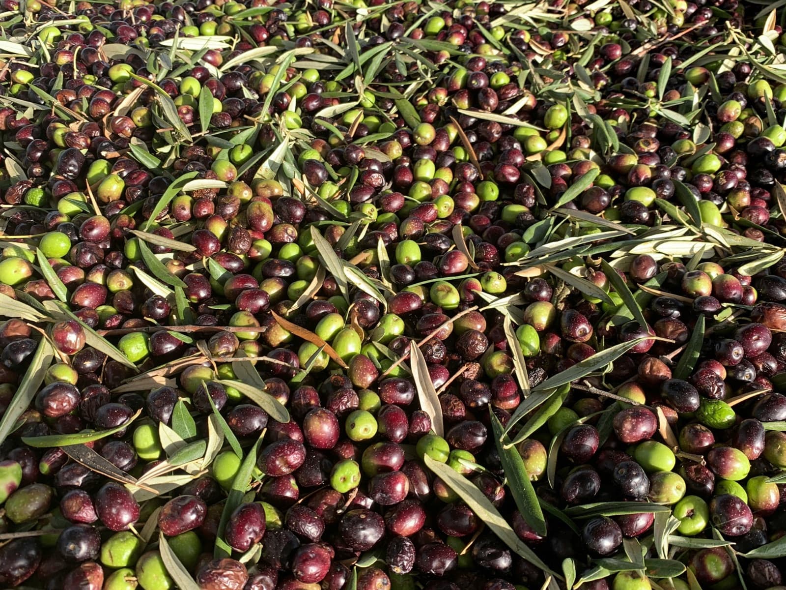 Olive Oil Tasting Experience — photo 4