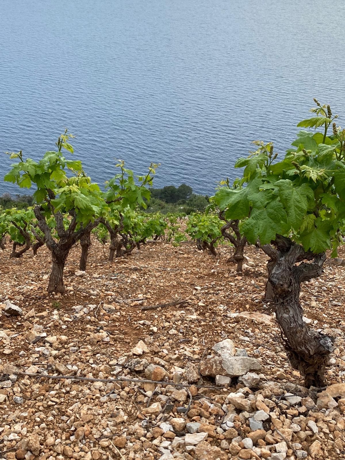 Wine & Oyster Tasting in Ston — photo 3