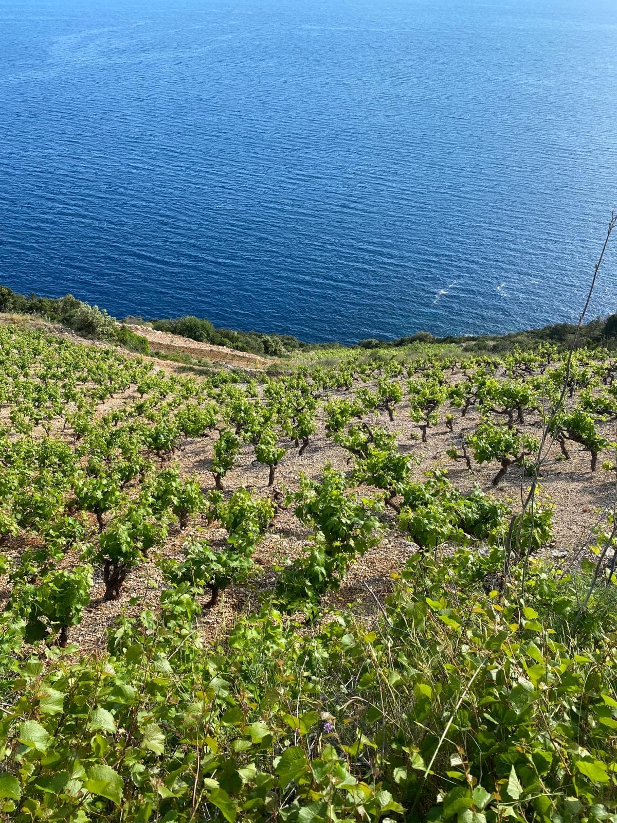 Wine & Oyster Tasting in Ston — photo 6